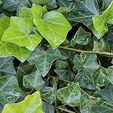 【10ポットセット】 ヘデラ・ヘリックス 9cmポット アイビー 苗木 植木 苗 庭木 生け垣