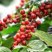 Amazon｜ITANSE コーヒーの木(コーヒーノキ)品種:アラビカ矮性種