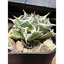 アガベ チタノタ 大白鯊 ホホジロザメ 子株 OC苗 アガベ チタノタ ホオジロザメ 