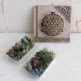 【ノーブランド品】多肉植物用ハンギングタブロー：タラゴナと多肉植物切り芽（カット芽）のセット*