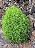 Shurb種子Burningbush夏サイプレス（ホウキギスコパリア）年次観賞植物