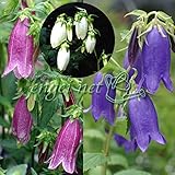 ホタルブクロ：一重咲3色3株セット ノーブランド品