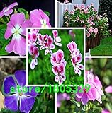 セール！【送料無料】100ペリウィンクル種子、ミックスカラービンカ（ニチニチソウ）、あなたの家の裏の完璧な銀行のカバー、evergr