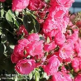 バラ苗 つるアンジェラ 国産新苗植え替え6号スリット鉢 つるバラ（CL) 四季咲き小輪 ピンク系