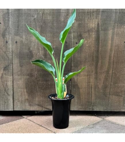 Amazon｜ストレリチア レギネ 8号｜観葉植物 オンライン通販