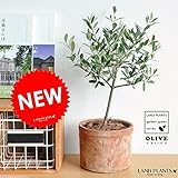 LAND PLANTS オリーブ モスポット鉢 卓上サイズ