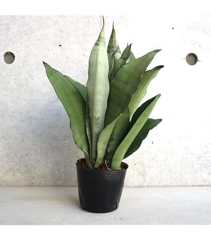 Amazon｜サンスベリア【インディ】（Sansevieria Indey）観葉植物