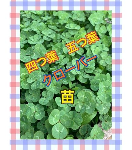 Amazon.co.jp: 四つ葉 五つ葉 クローバー 苗 一ポット分 : DIY・工具