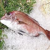 活〆 真鯛 大きめサイズ 1尾 1.5kg [魚介類]