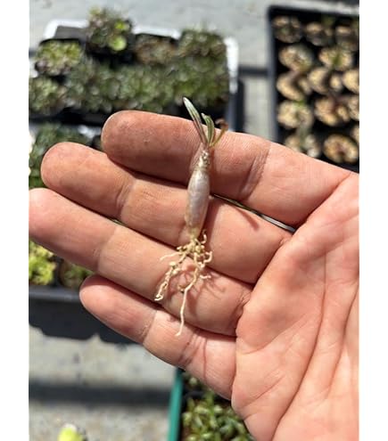 Amazon.co.jp: パキポディウム グラキリス 短枝 手乗り 発根済み 鉢