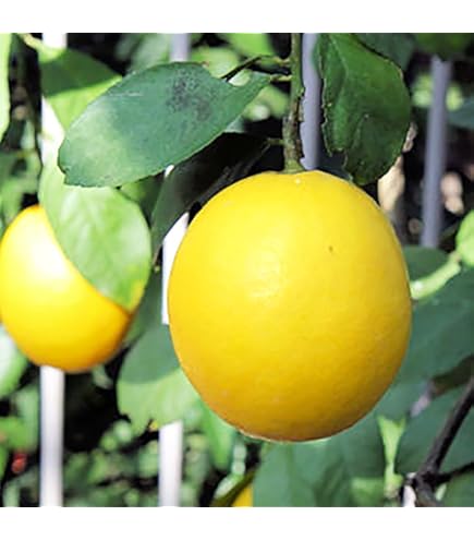 Amazon｜香水レモン苗木 パキスタンレモン｜観葉植物 オンライン通販