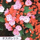 鉢花：カルミア*アメリカシャクナゲ（5号）【品種選べます】 (オスボレット)