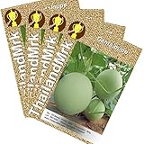 カンタロープ Thai Cantaloupe Cucumis melo var cantalupo Cucurbitaceae 4 Bulk ThailandMrk