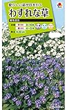 タキイ種苗わすれな草矮性混合