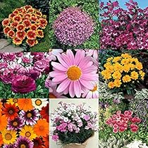 珍しい花の苗5本セット Plants Gift(花苗セット) 贈り物用 | 立花ガーデン フラワー