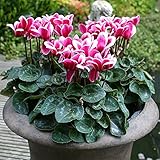 軽井沢育ちのガーデンシクラメン：ゴブレット　ワインレッド3号ポット3株セット ノーブランド品