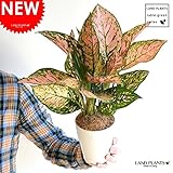 LAND PLANTS アグラオネマ・バレンタイン 4号サイズ 白色丸形プラ鉢セット