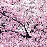 Giant Japanese Pink Cherry Blossom Sakura Tree, 20 seeds, Oriental Sweet Prunus Flower Seeds E3752