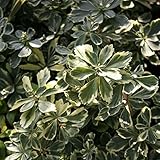 【山野草】白覆輪フッキソウ