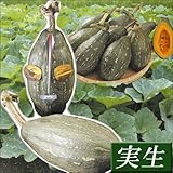 国華園　実生野菜苗　カボチャ　ウルトラ万次郎カボチャ＆受粉苗セット2種2株（1：1）【※発送が国華園からの場合のみ正規品です】