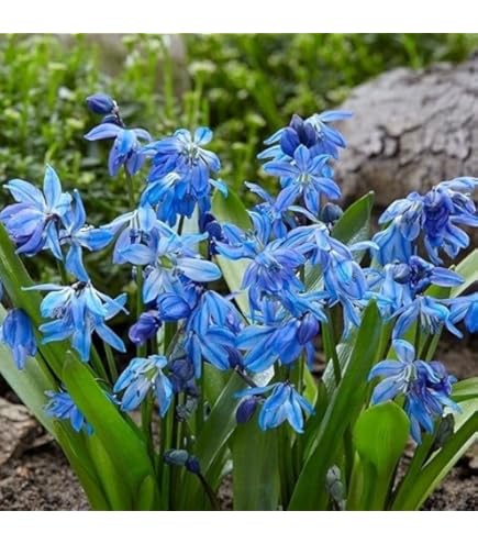 根付き球根　花ニラ12本　特大球根 ご確認ページ　発送済 楽天市場】ハナニラ球根の通販