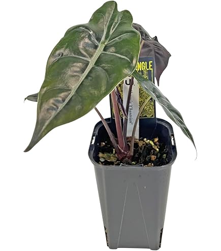 Amazon｜メロ アロカシア 希少 観葉植物｜観葉植物 オンライン通販