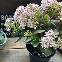 Amazon｜パリジェンヌ17 金のなる木 4号 花月 多肉植物 観葉植物 成金