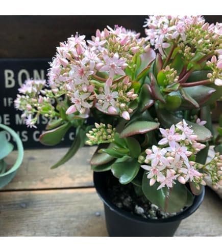 Amazon.co.jp: 多肉植物『黄金姫花月』9cmポット苗（金のなる木