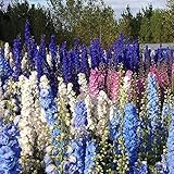 ロケットラークスパー種子ジャイアントミックス（デルフィニウムajacis）年次花