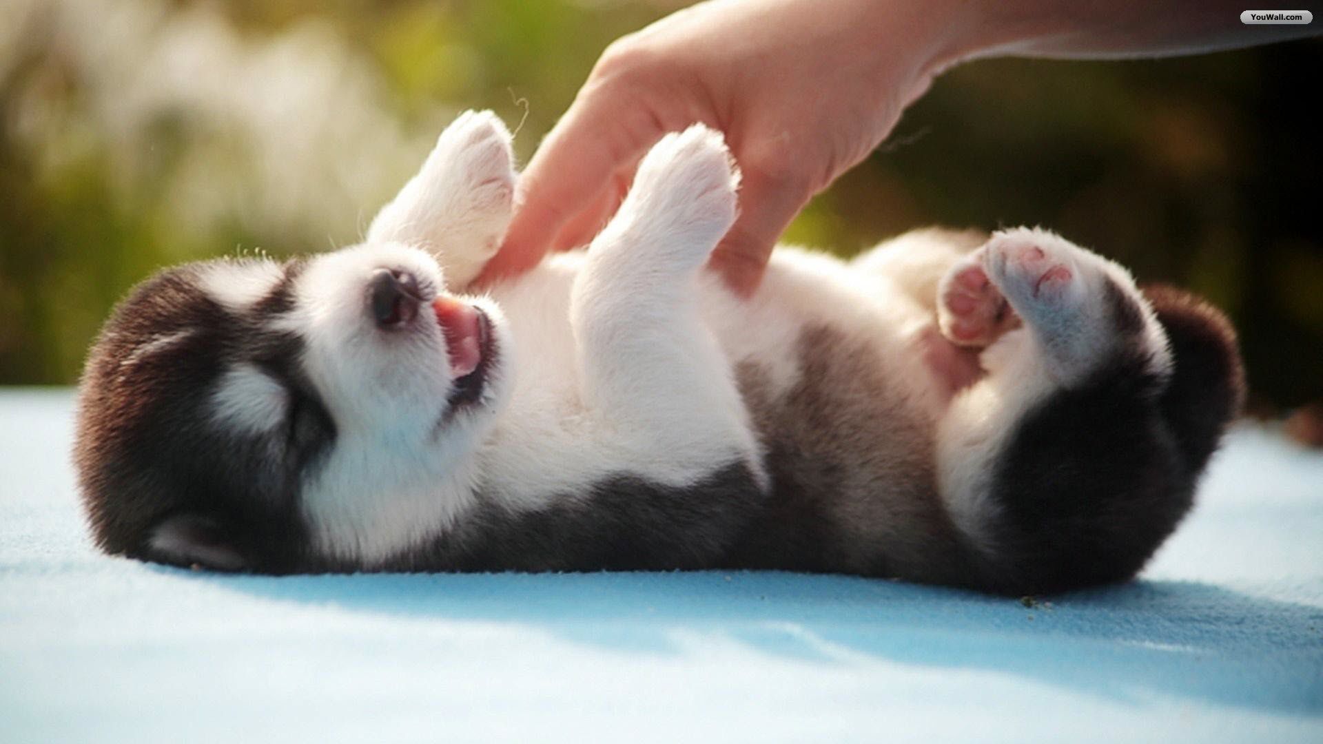 Amazon Co Jp Husky Pup Wallpapers Hd Android アプリストア