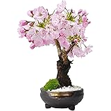 盆栽妙 桜 手造り信楽鉢 ミニ盆栽 プレゼント 観葉植物