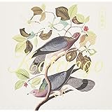 小鳥観察 Kotringo Best(CD2枚組)