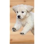 犬 QHD(540×960)壁紙 カレンダー2024 ゴールデン・レトリーバー 犬 QHD(540×960)壁紙 カレンダー2024 ゴールデン・レトリーバー