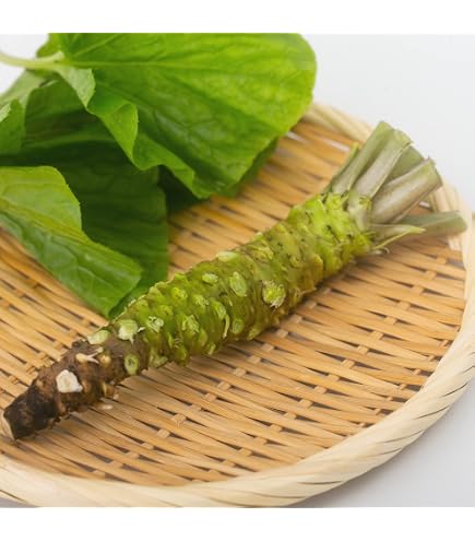 Amazon.co.jp: ご購入後に収穫 花わさび 2kg : 食品・飲料・お酒