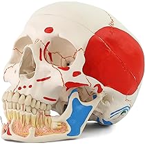Amazon.co.jp: 歯根の観察，筋・縫合線の着色した頭蓋骨模型