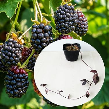 Amazon.co.jp 売れ筋ランキング: 果物の苗 の中で最も人気のある商品です