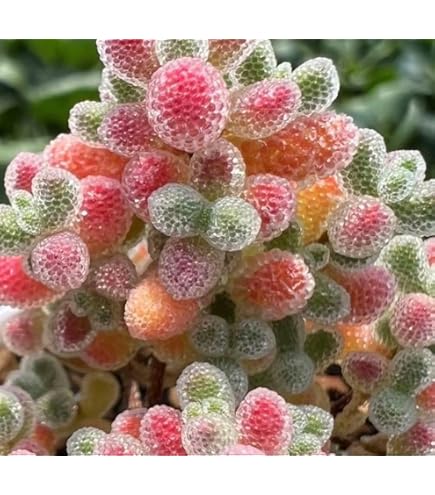Amazon｜コーストバンクシア｜観葉植物 オンライン通販