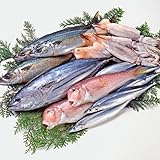 美味食卓さくだ屋 【朝獲れおまかせ鮮魚セット】鮮度良し！越前若狭のお魚詰め合わせ 目利きが選ぶお得なセット！鮮魚ボックス 鮮魚box【冷蔵便】 (おまかせ鮮魚7000円コース 大物希望)