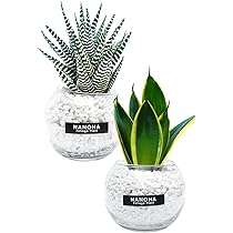 サンスベリア　セットD 71-7ckJInuL._AC_UL210_SR210,