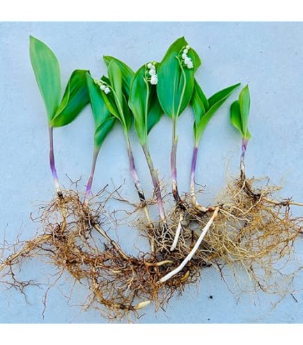 Amazon.co.jp: ワラビ 素掘り苗 山菜苗/シダ植物/蕨▽紫桜館山の花屋