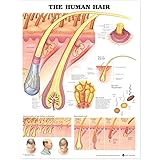 The Human Hair Anatomical Chart Paper Unmounted
