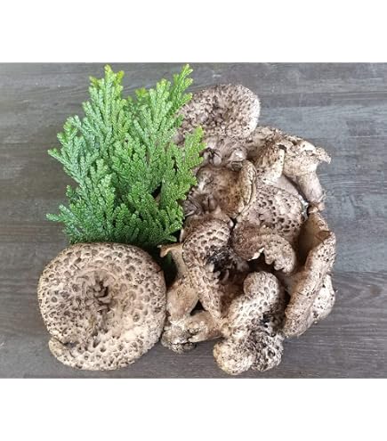 Amazon.co.jp: 香茸 コウタケ 獅子茸 いのはな きのこ 200g 天然きのこ