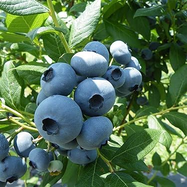 Amazon.co.jp ほしい物ランキング: 果物の苗 で、ほしい物リストと