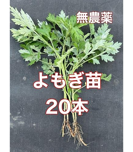 Amazon.co.jp: ヨモギの苗 20本 栃木県産 農薬不使用 : DIY・工具