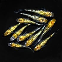 Amazon.co.jp: 【 年間出荷量5万匹以上！ 】ラメ 高級 メダカ 生体