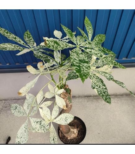国産】生水苔/ナマミズゴケ Amazon｜国産生水苔ナマミズゴケ｜観葉植物 