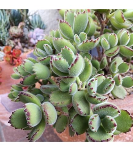 Amazon｜熊童子 多肉植物 コチレドン 抜き苗 1点のみ｜観葉植物