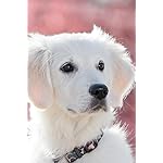 犬 iPhone(640×960)壁紙 カレンダー2024 ゴールデン・レトリーバー 犬 iPhone(640×960)壁紙 カレンダー2024 ゴールデン・レトリーバー