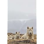 オオカミ iPhone(640×960)壁紙 National Geographic: Wolves 2023 Wall Calendar オオカミ iPhone(640×960)壁紙 National Geographic: Wolves 2023 Wall Calendar