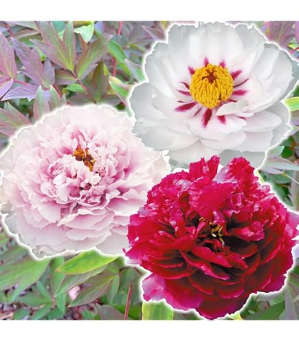 Amazon.co.jp: 牡丹 苗 苗木 墨潤絶倫 1株 / ぼたん ボタン 牡丹